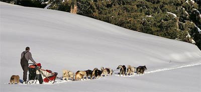 Chiens de traineau